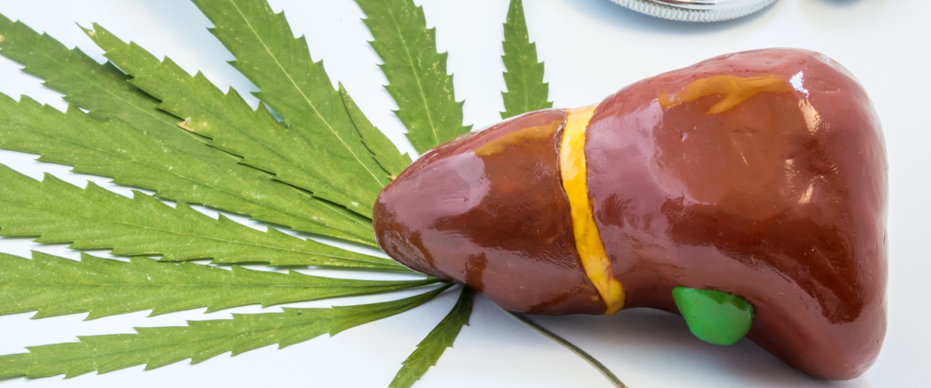 What Happens When THC is Processed by the Liver?