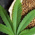 What is Hemp and How Does it Relate to Drugs?