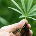 The Benefits of Hemp: A Comprehensive Guide