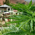 The History of Hemp: From Ancient Times to the Present