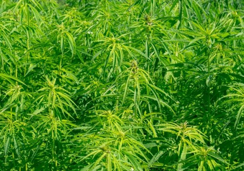 The Bright Future of Hemp: 13 Reasons Why It Will Be Part of Industry 4.0